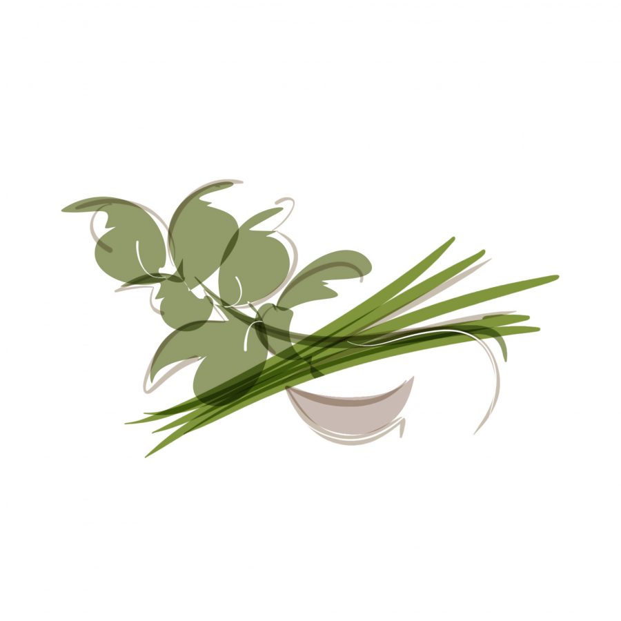 sorrel chive garlic illustration