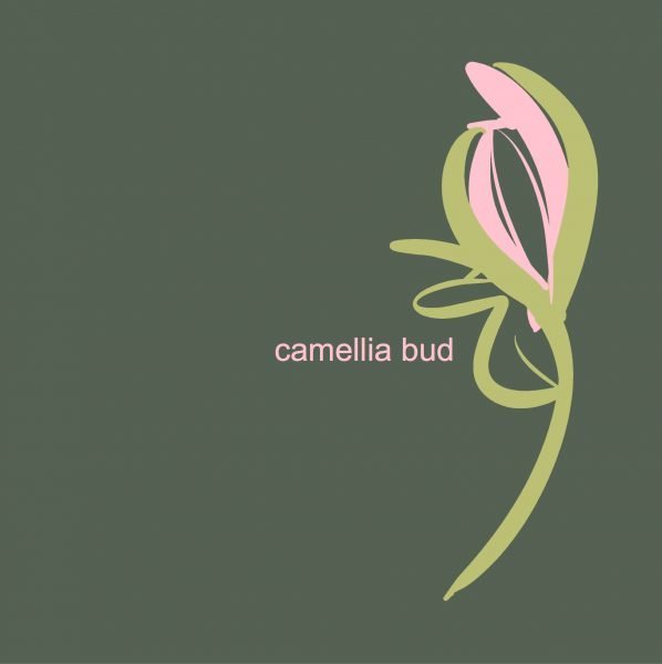 camellia bud illustration lucy monkman